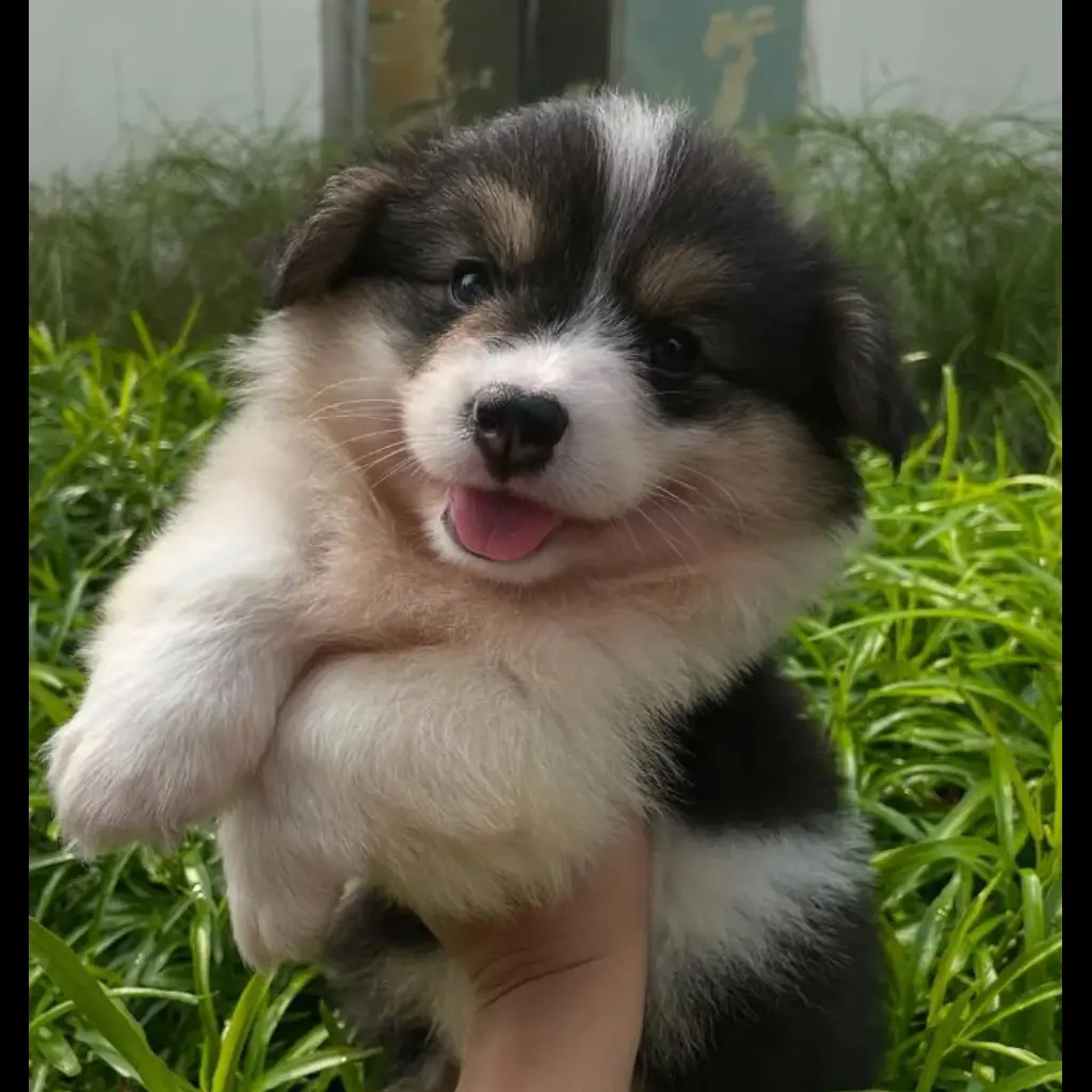 jual-corgi-jumbo-female-I43SN0GXM9