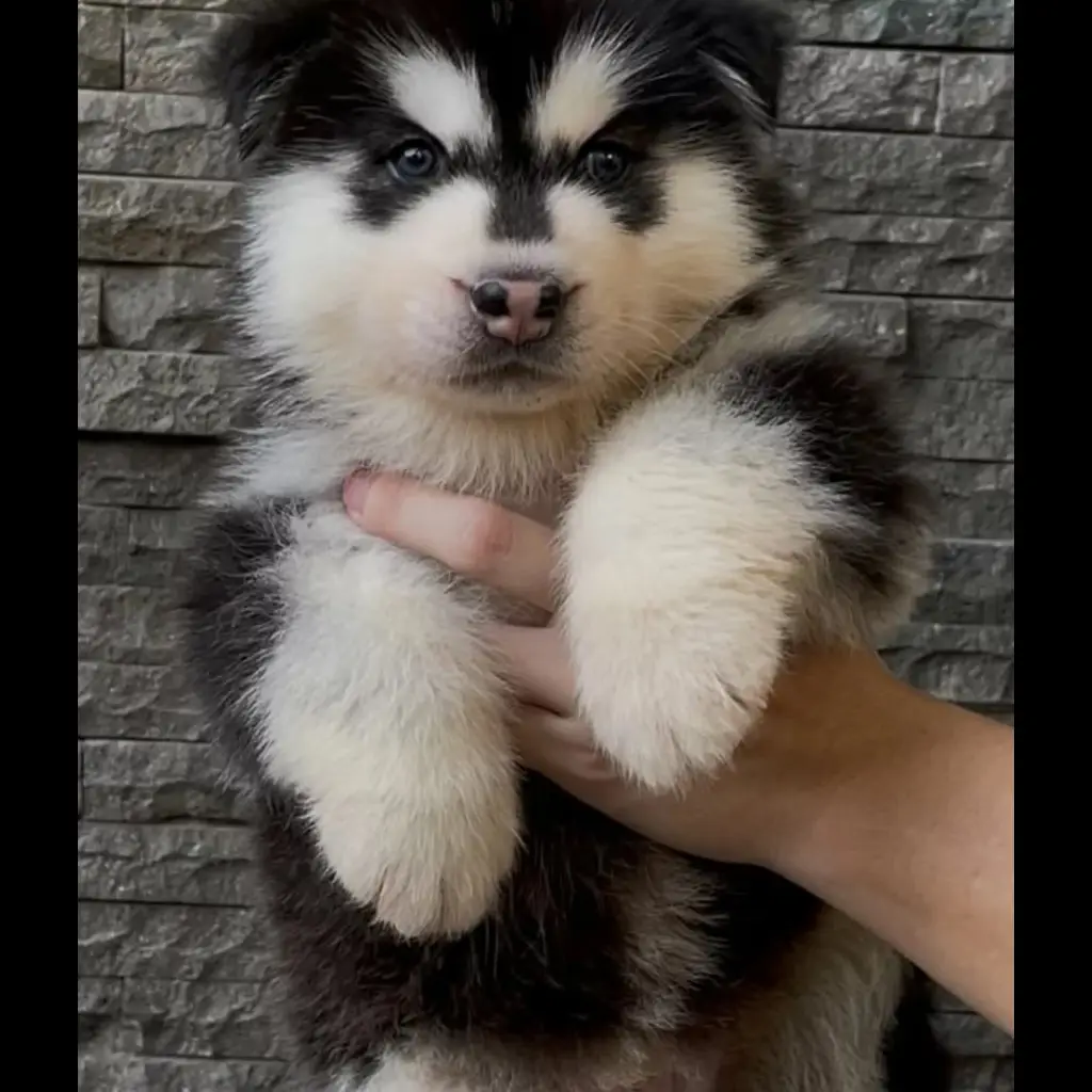 jual-siberian-husky-white-1TUBZWCM2M