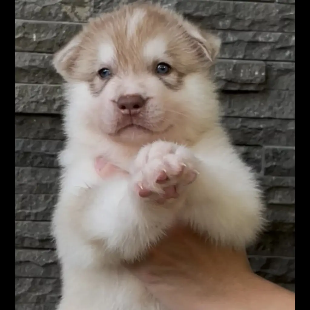 jual-siberian-husky-lighted-red-PKSZ3ZMXMP