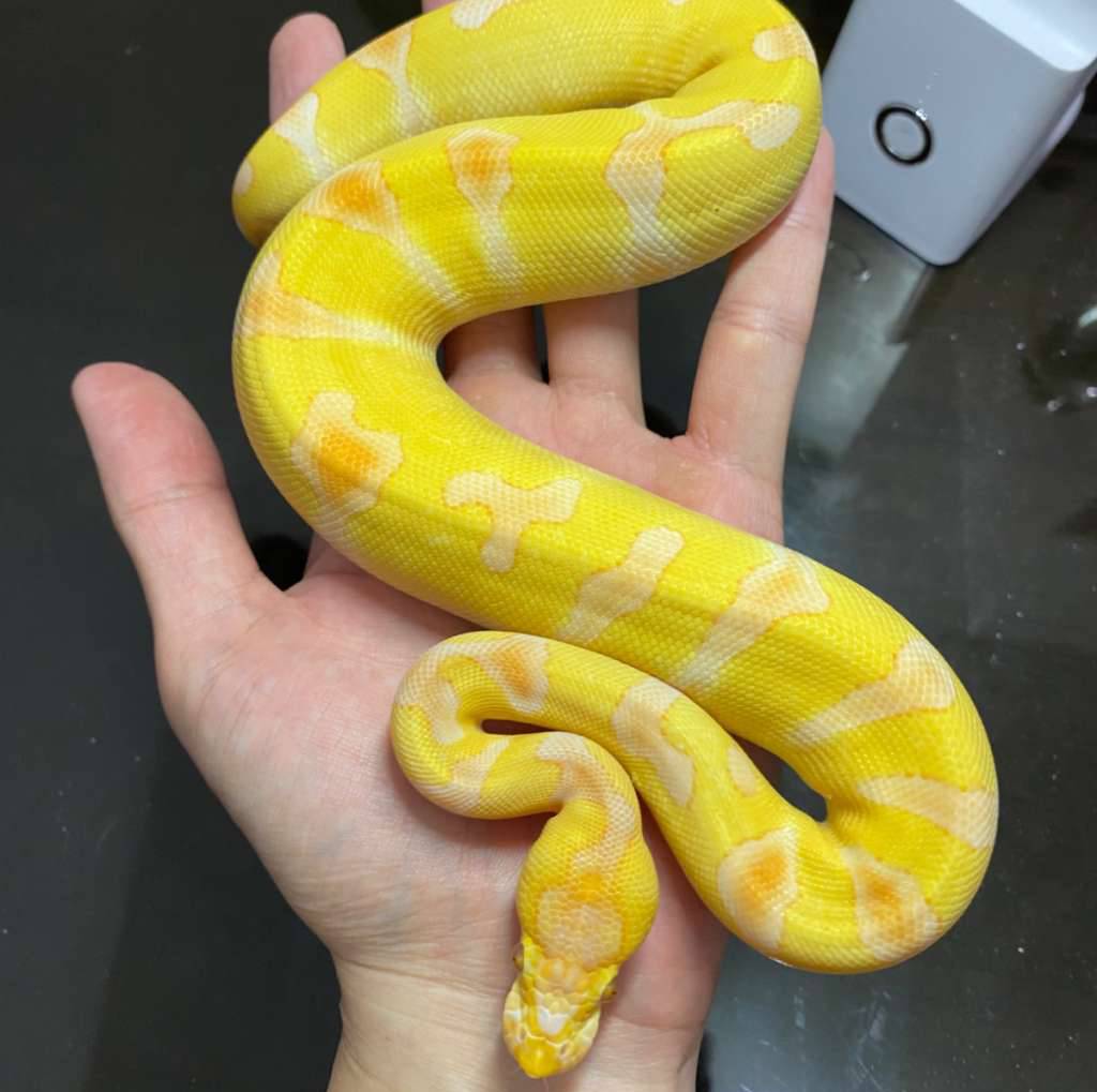enchi-lavender-clown-VS9FQ9P0AB