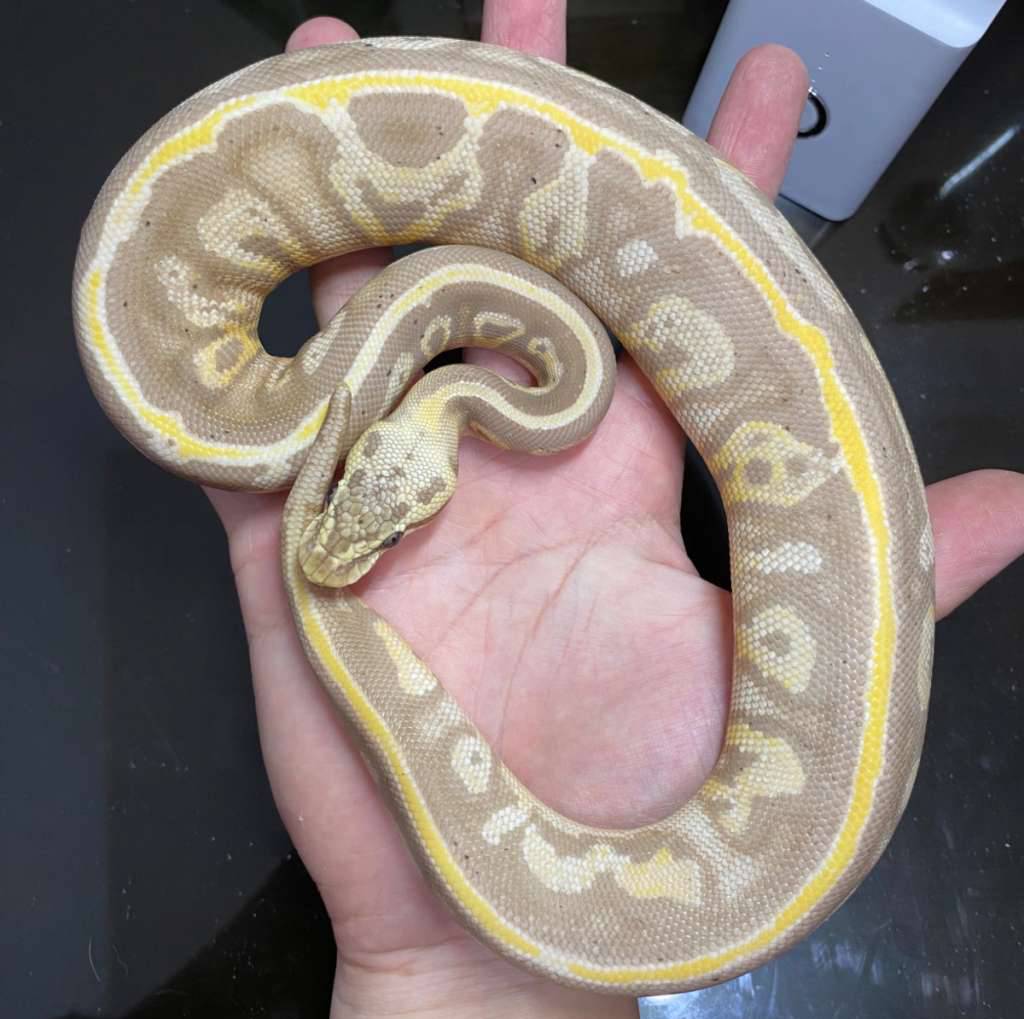 banana-leopard-blackhead-ybgravel-ph-clown-677DTM3ARK