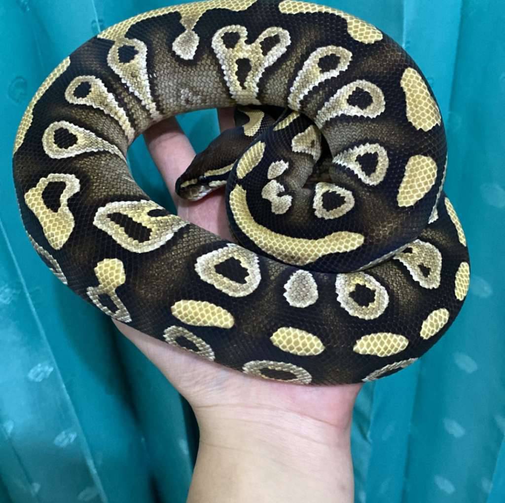 mojave-dh-hypo-clown-9P0EYSPD7S