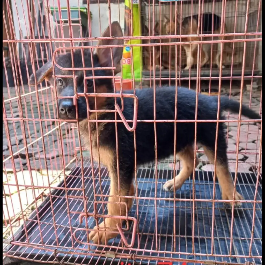 jual-harder-jantan-dan-betina-usia-3-bln-Q20LBZRYP1