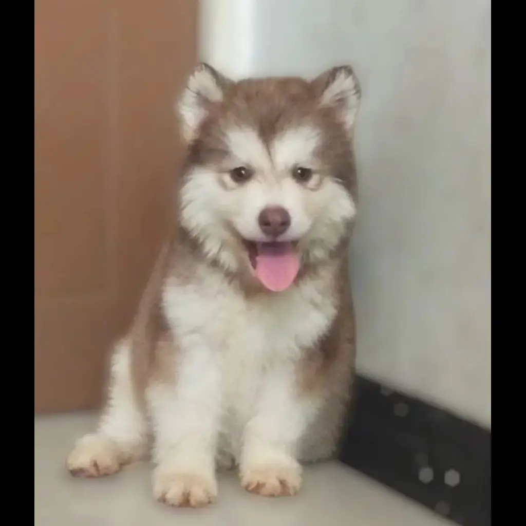 jual-alaskan-malamaute-betina-3-bln-E7GPMU2AOA