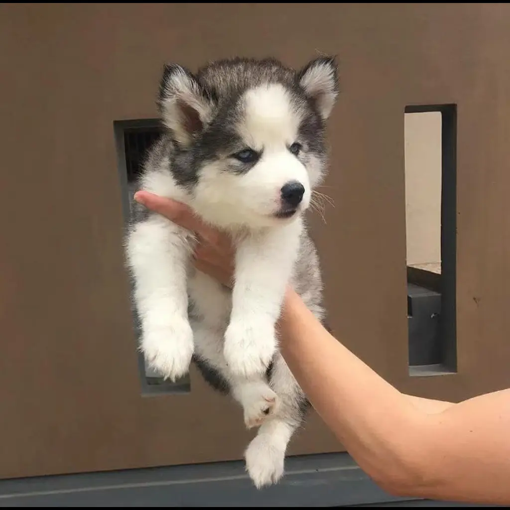 jual-female-alaskan-malamute-9XD4VRU8NA