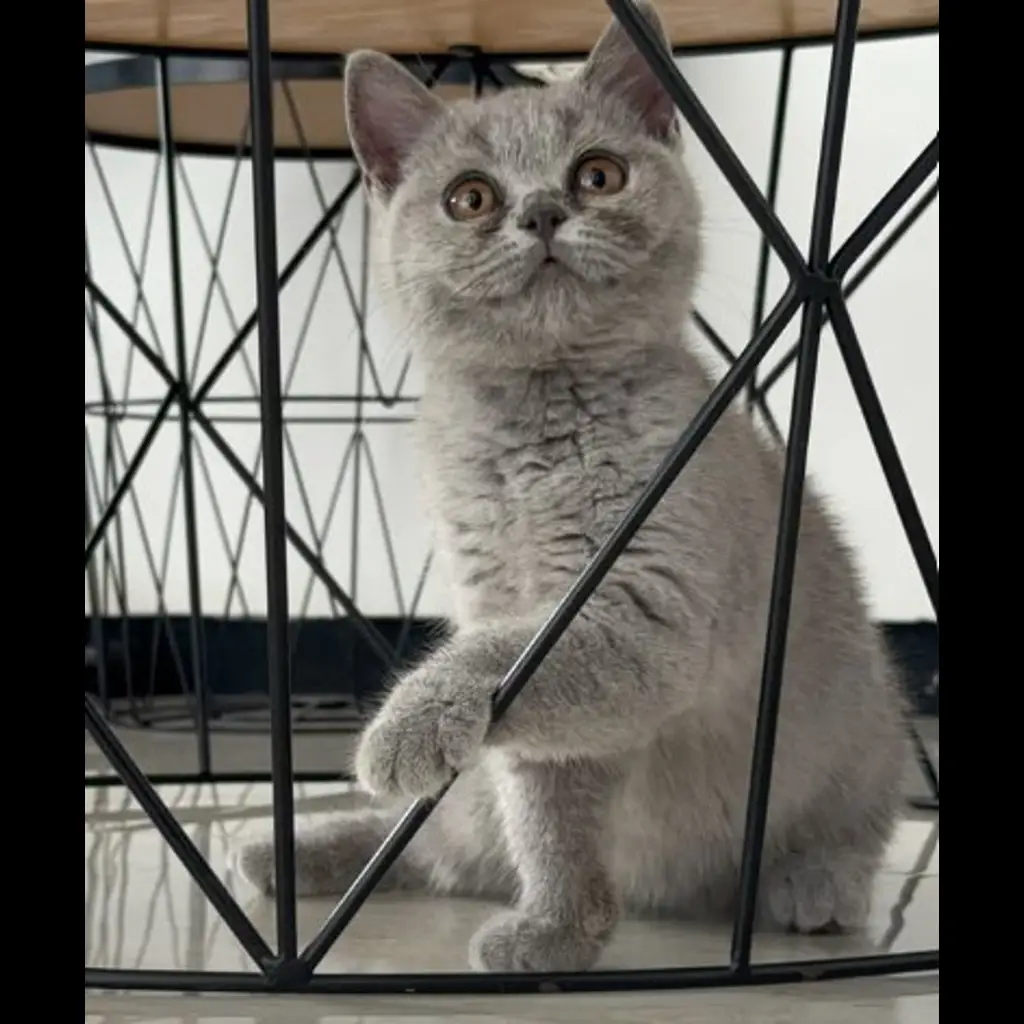 jual-kitten-female-3bln-QVNVQKR5RI
