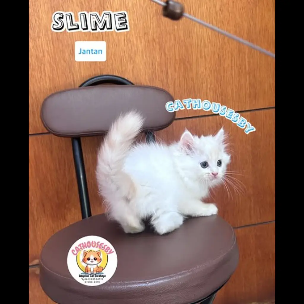 jual-kitten-munchkin-slime-W1C0UH721T