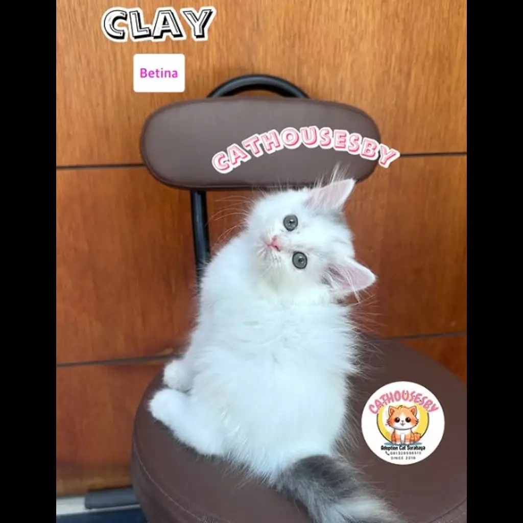 jual-kitten-munchkin-clay-0LVFEOP68B