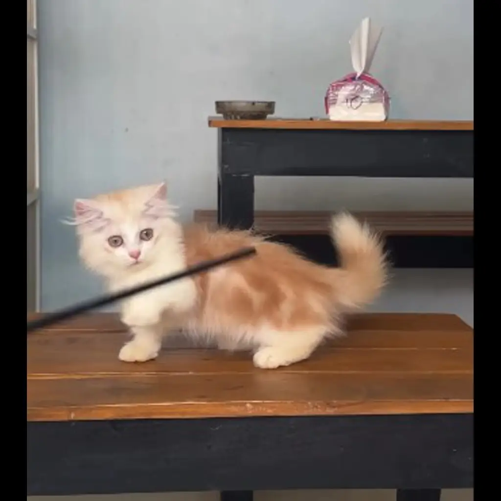 jual-kitten-munchkin-betina-kitty-0IDNTJBP4P