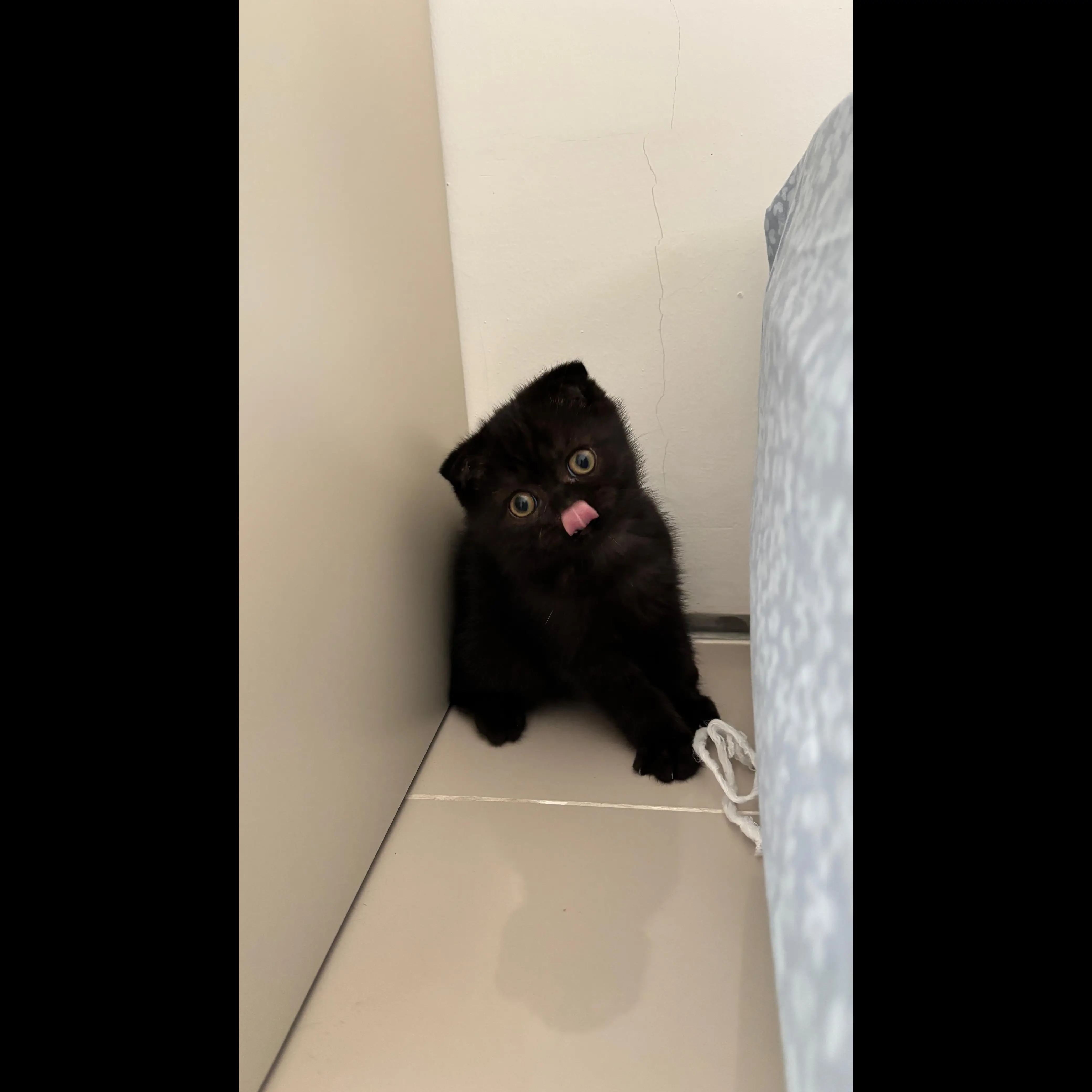 adopsi-kitten-scottish-fold--WU4FI78VDU