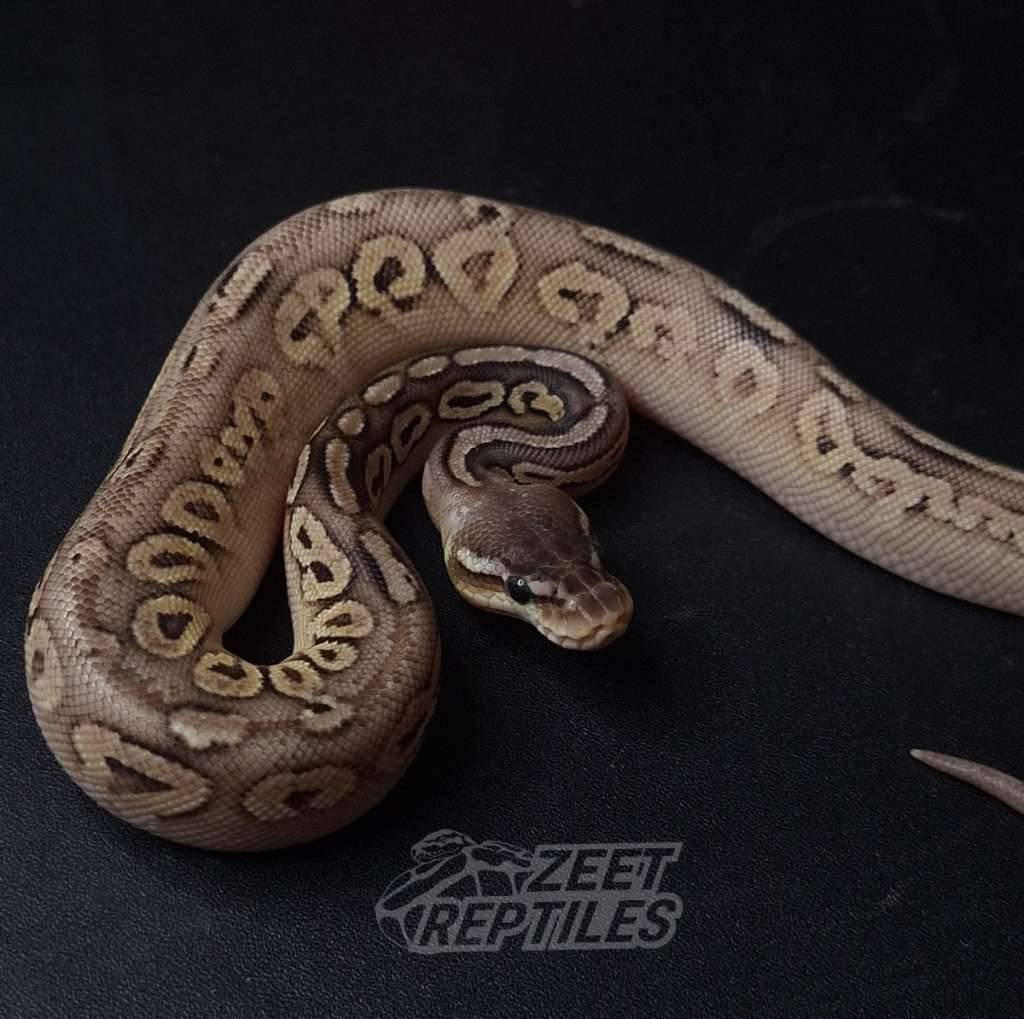 pastel-cinnamon-het-clown-C1A6QLF76Z