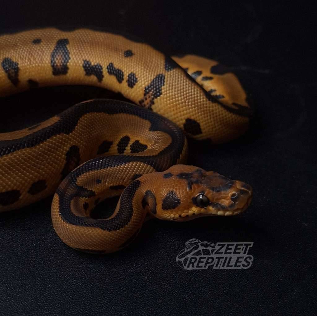 leopard-clown-F2POTEFSG8