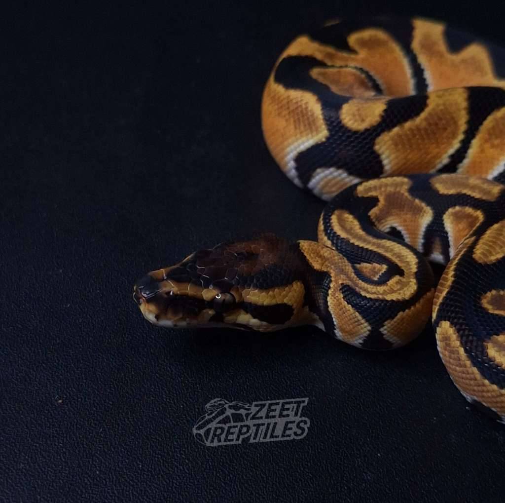 orange-dream-yellow-belly-het-pied-V7OBZA12OM