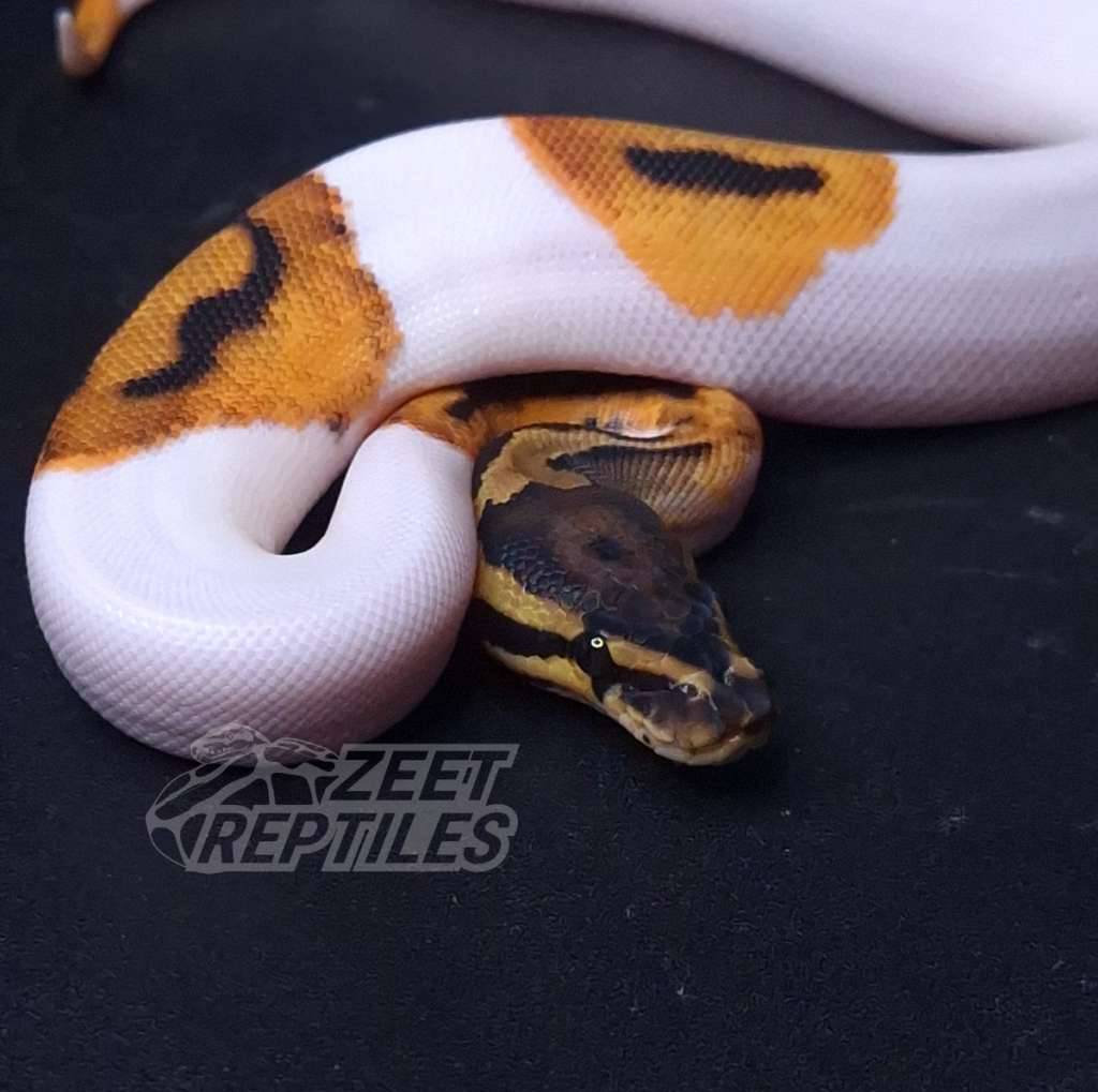 orange-dream-od-pied-I9FSGJ8HS2