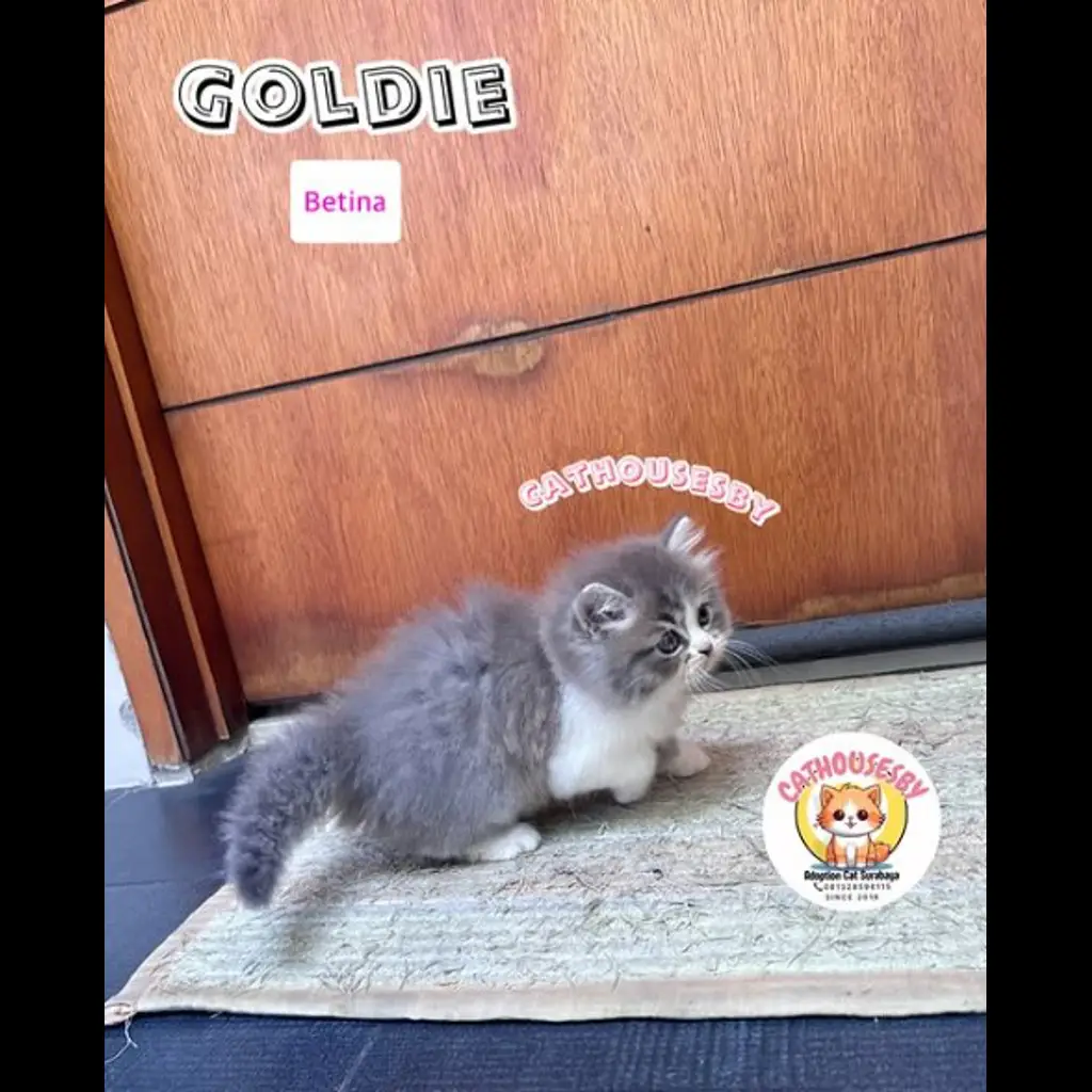 jual-kitten-munchkin-goldie-HF1R3WIL4J