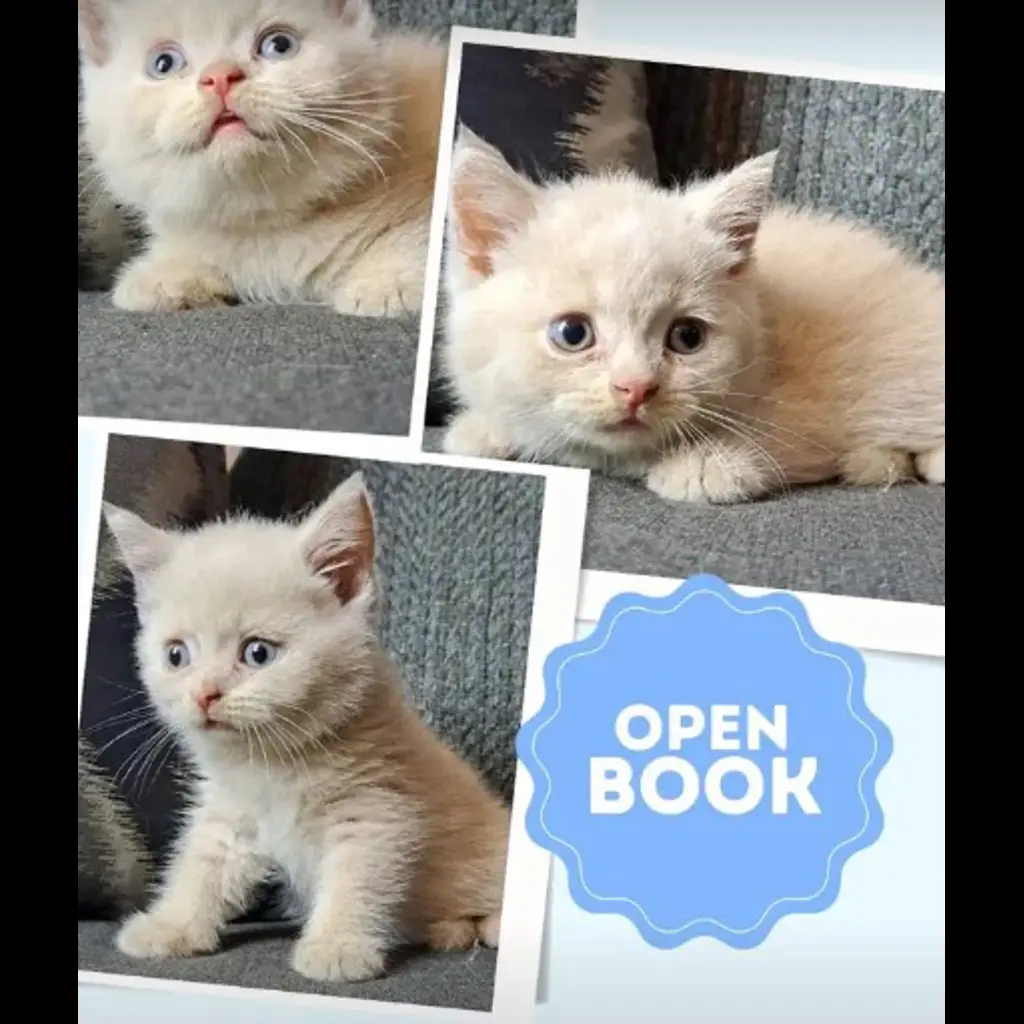 jual-kitten-bsh-male-XTD21TE8QQ