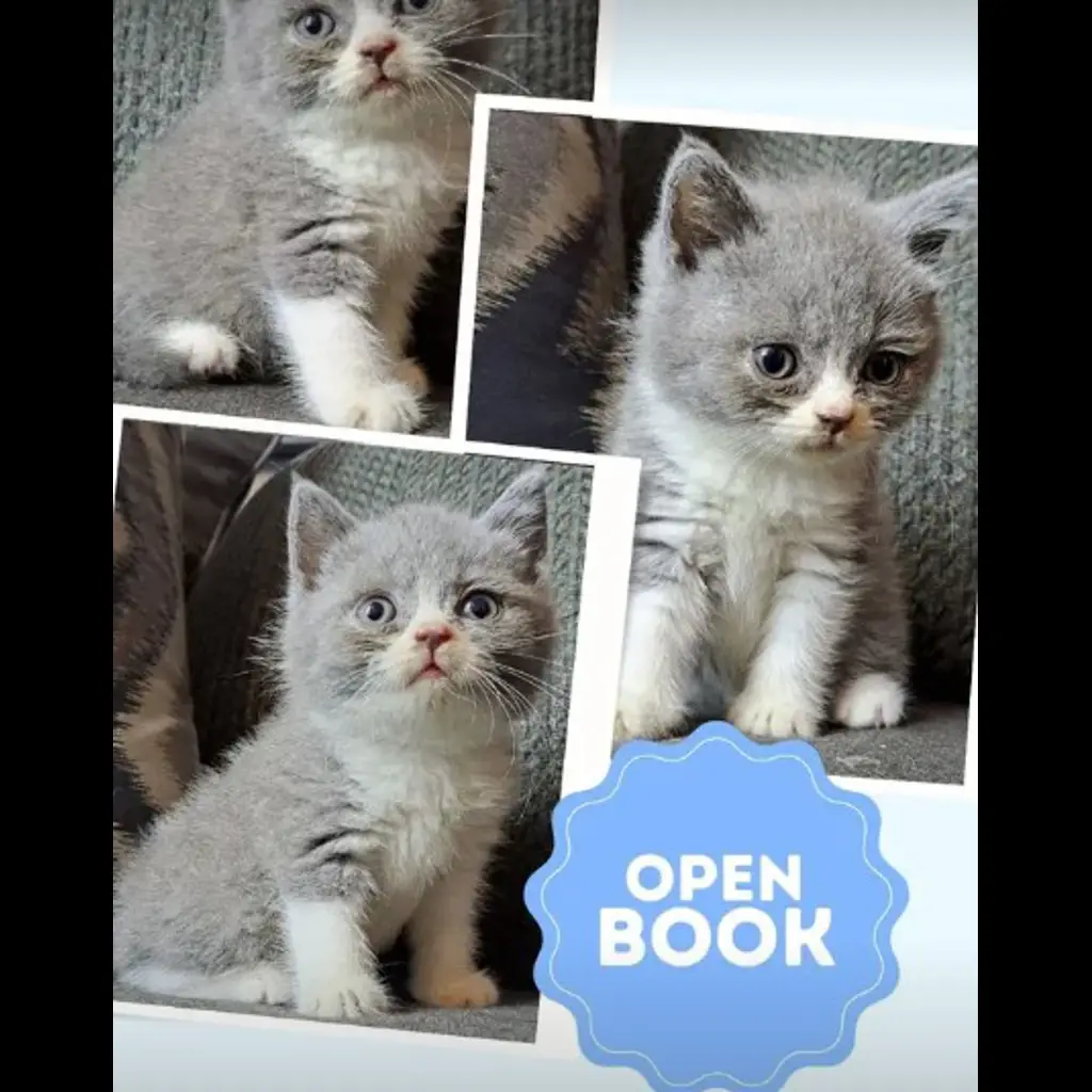 jual-kitten-bsh-male-6IC2G7ZOC7