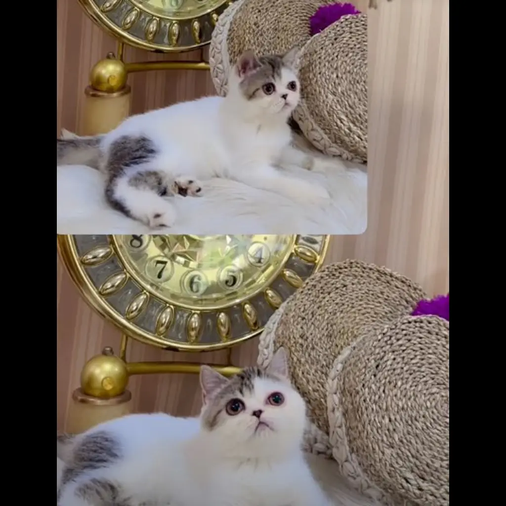 jual-kitten-peaknose-betina-3-bln-I8IINZIB1C