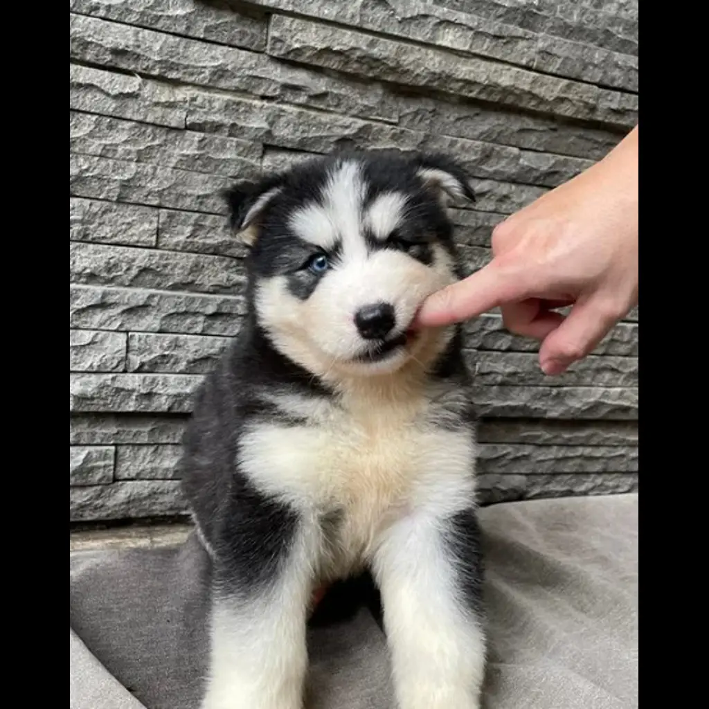 jual-siberian-husky-female-SQMG6WPQD1