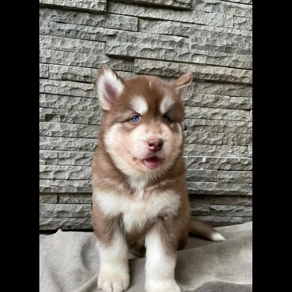 jual-siberian-husky-female-MCYDEJM92M