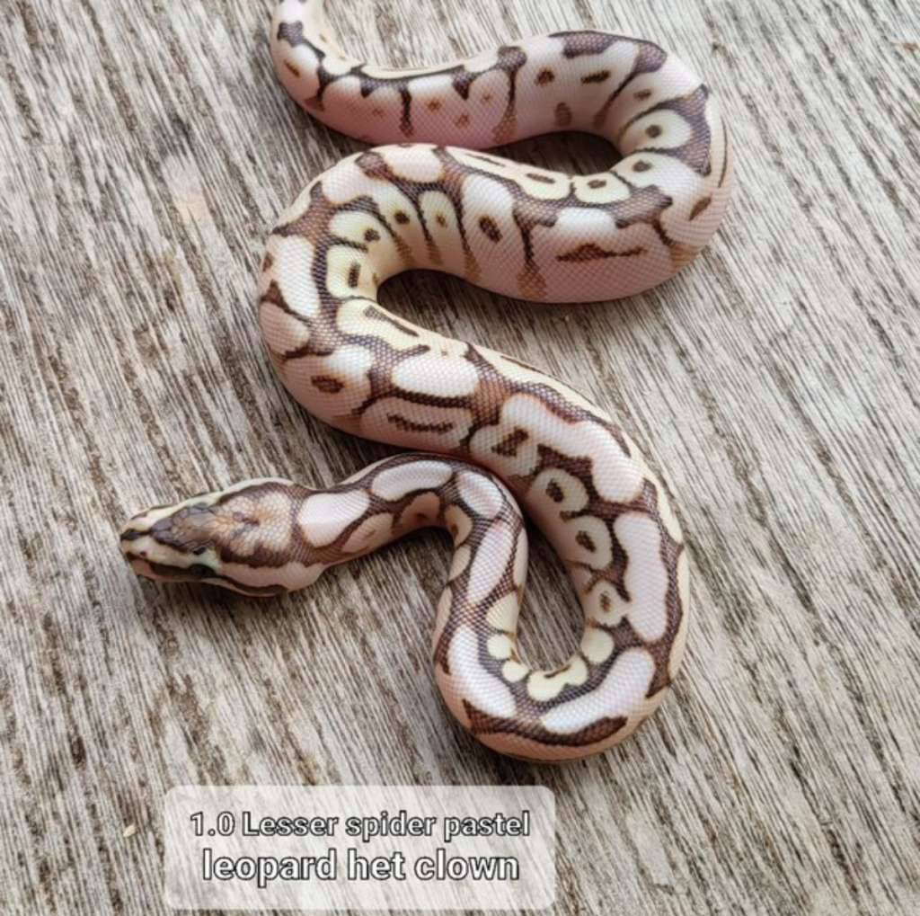 lesser-spider-pastel-leopard-het-clown-A32VAXLAD5