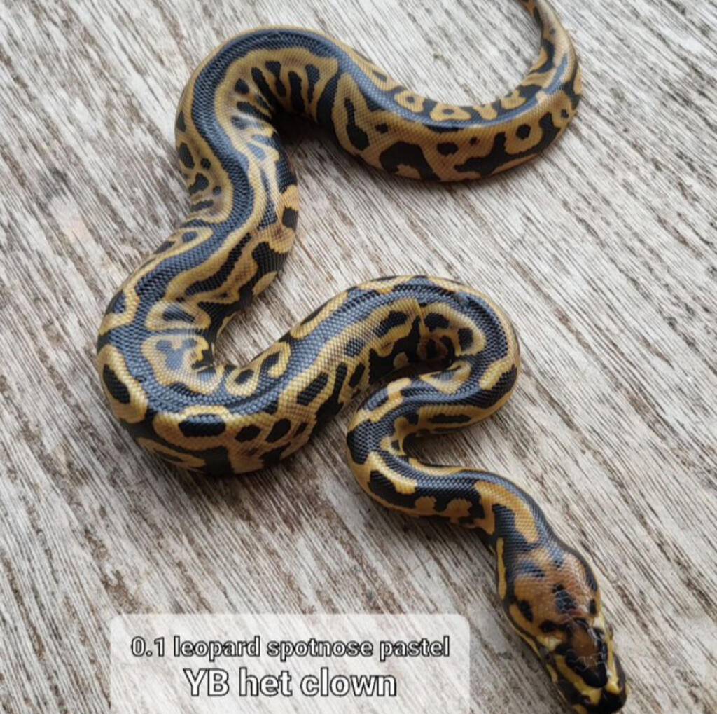 leopard-spotnose-pastel-yb-het-clown-94LJOEC1J9