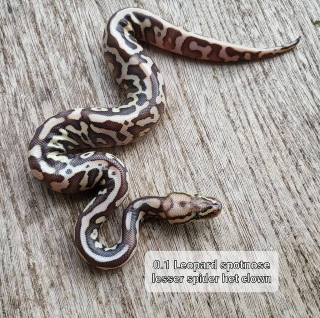 leopard-spotnose-lesser-spider-het-clown-JILG9C2WR4
