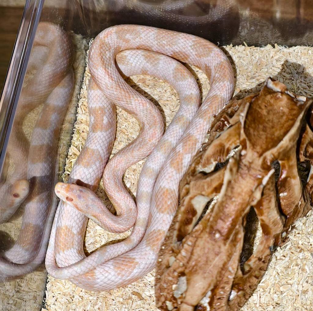 cornsnake-snow-coral-UZWA2NMOQT