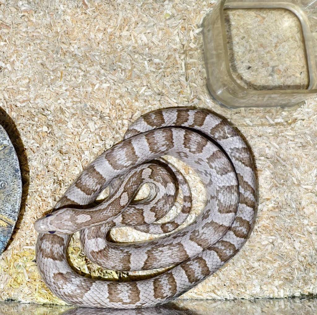 cornsnake-ghost-3LF77A0F1J