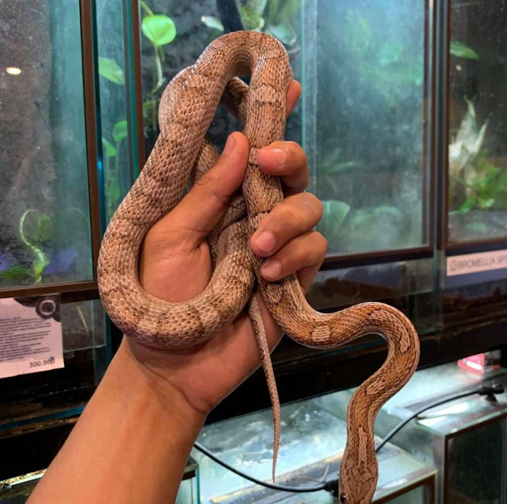 corn-snake-anery-motley-GZP2XV4YEE