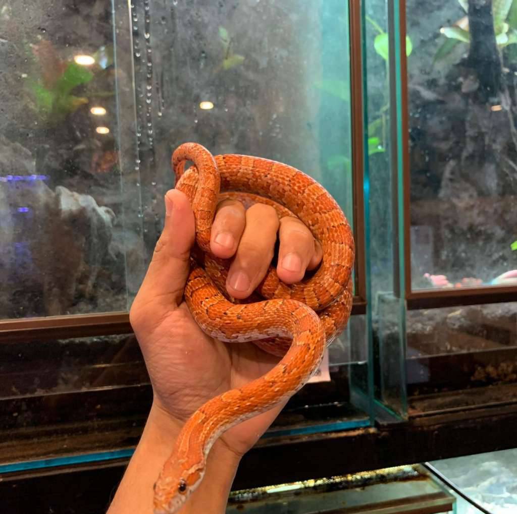 corn-snake-normal-INLYDB10EI