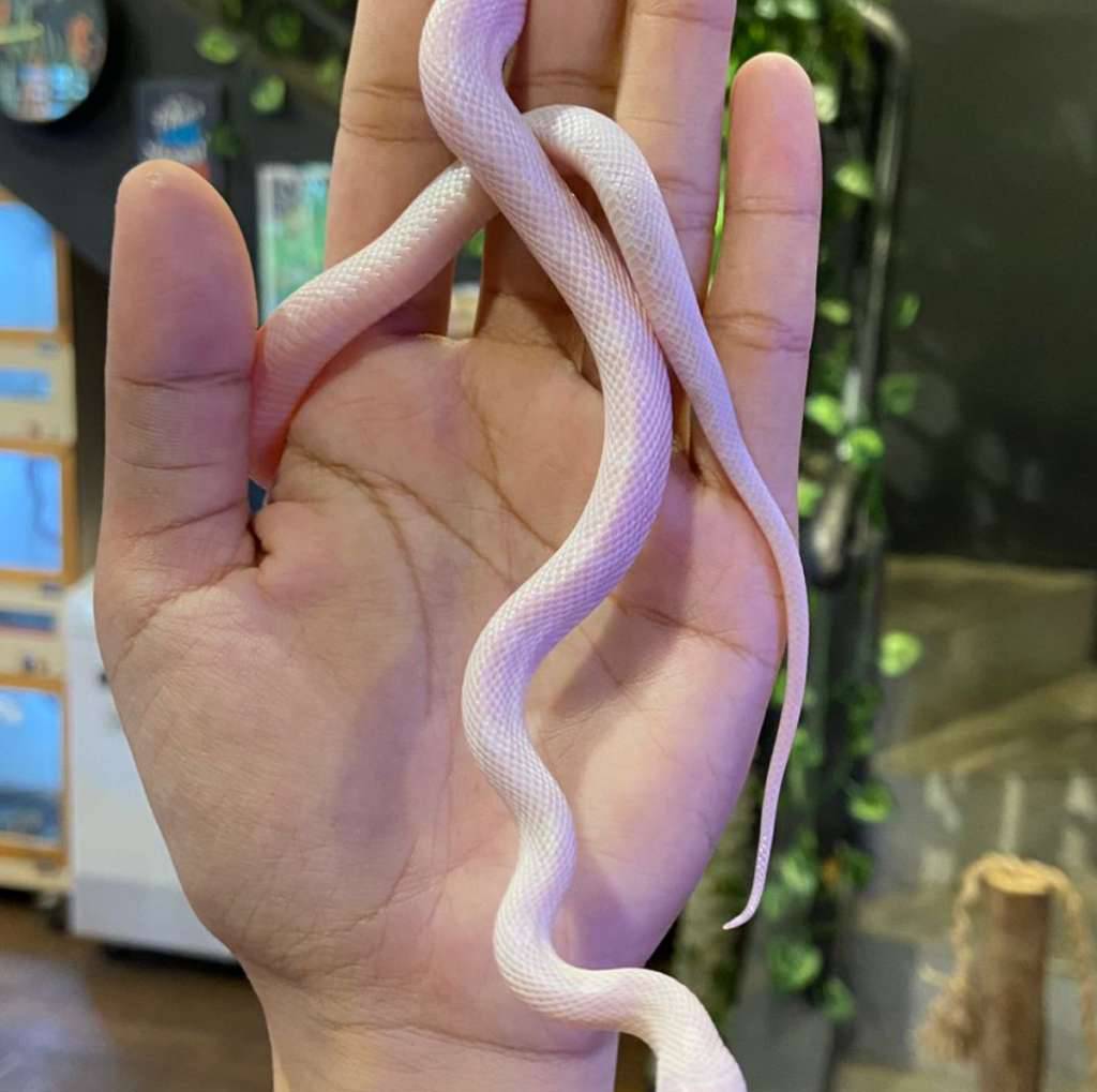 corn-snake-snow-motley-TRFYHZBR8W