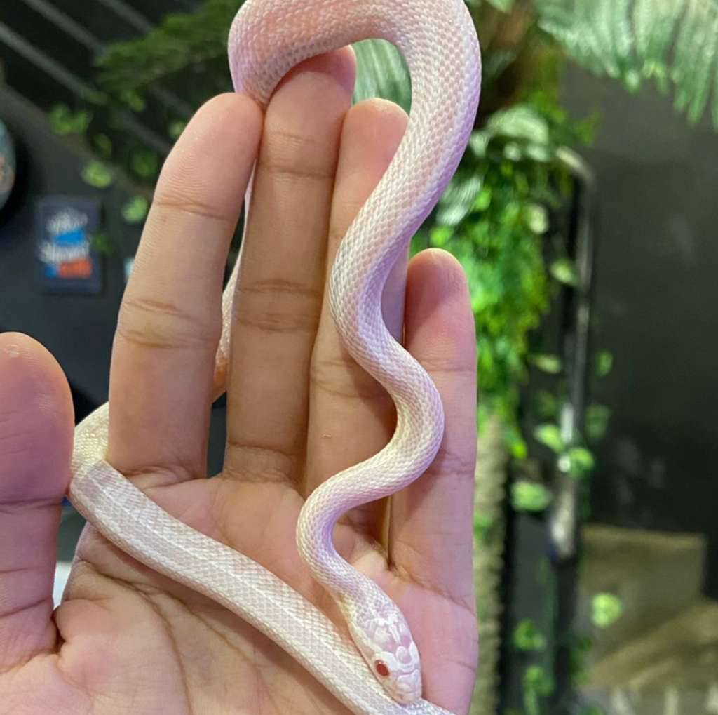 corn-snake-snow-tessera-CXRB26YB6Z