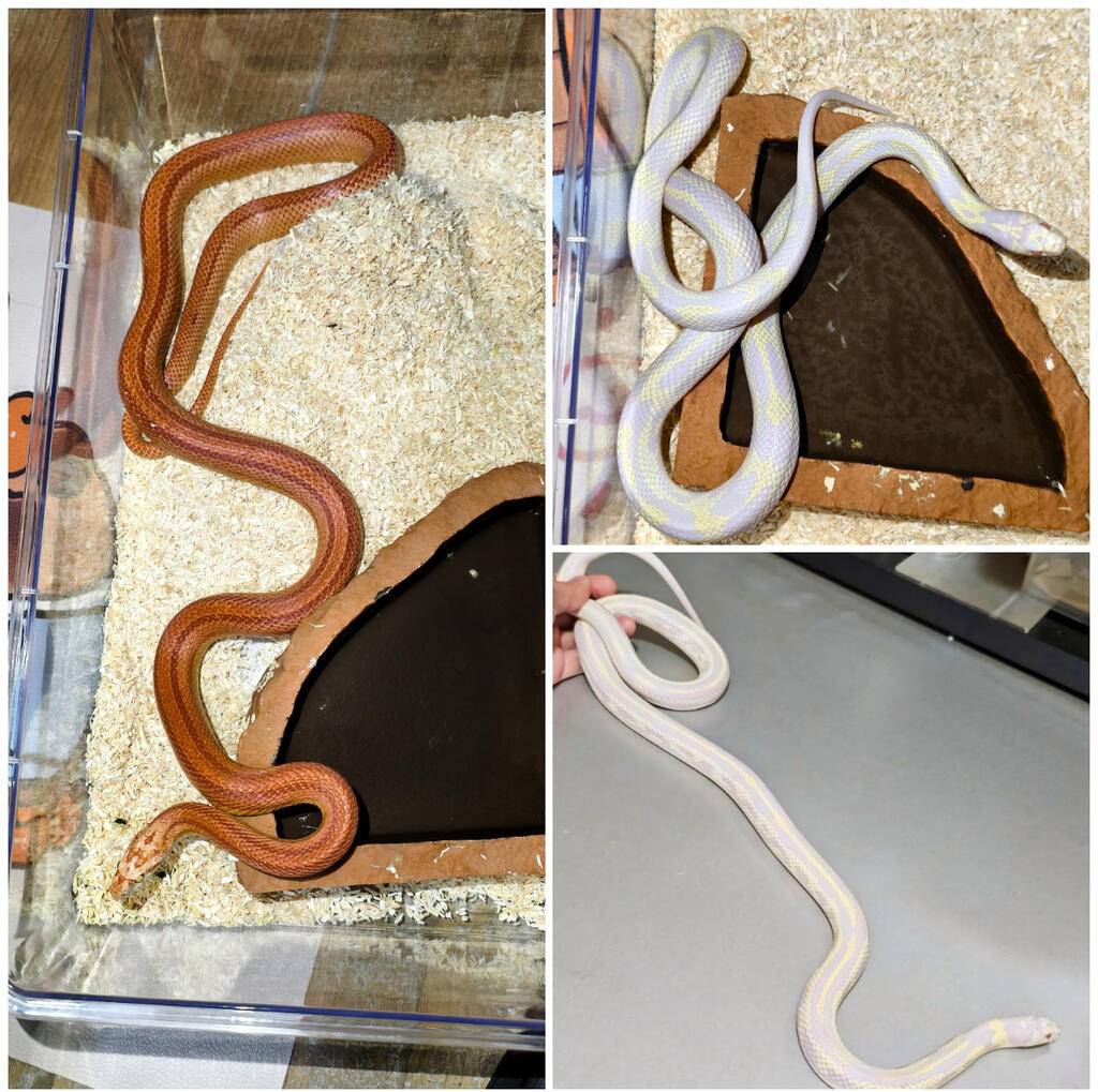 take-all-2e-kingsnake--11-e-cornsnake-751B9EVLV5