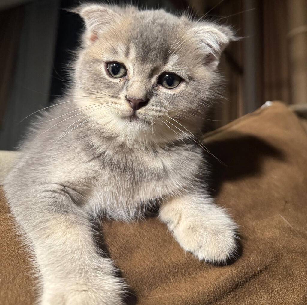 kitten-scottish-fold-pure-import-XZLUQP5VHH