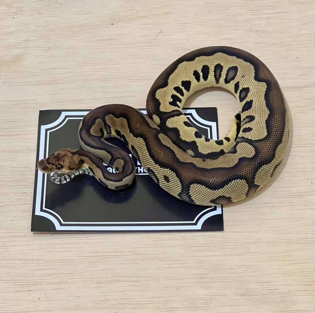 leopard-clown-ball-python-LN7R43PL9Q