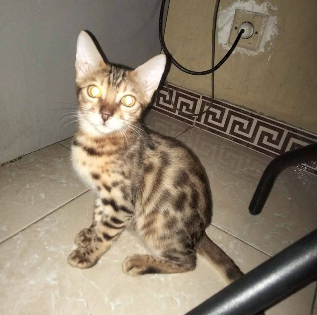 kucing-bengal-K4Q9FUP46D