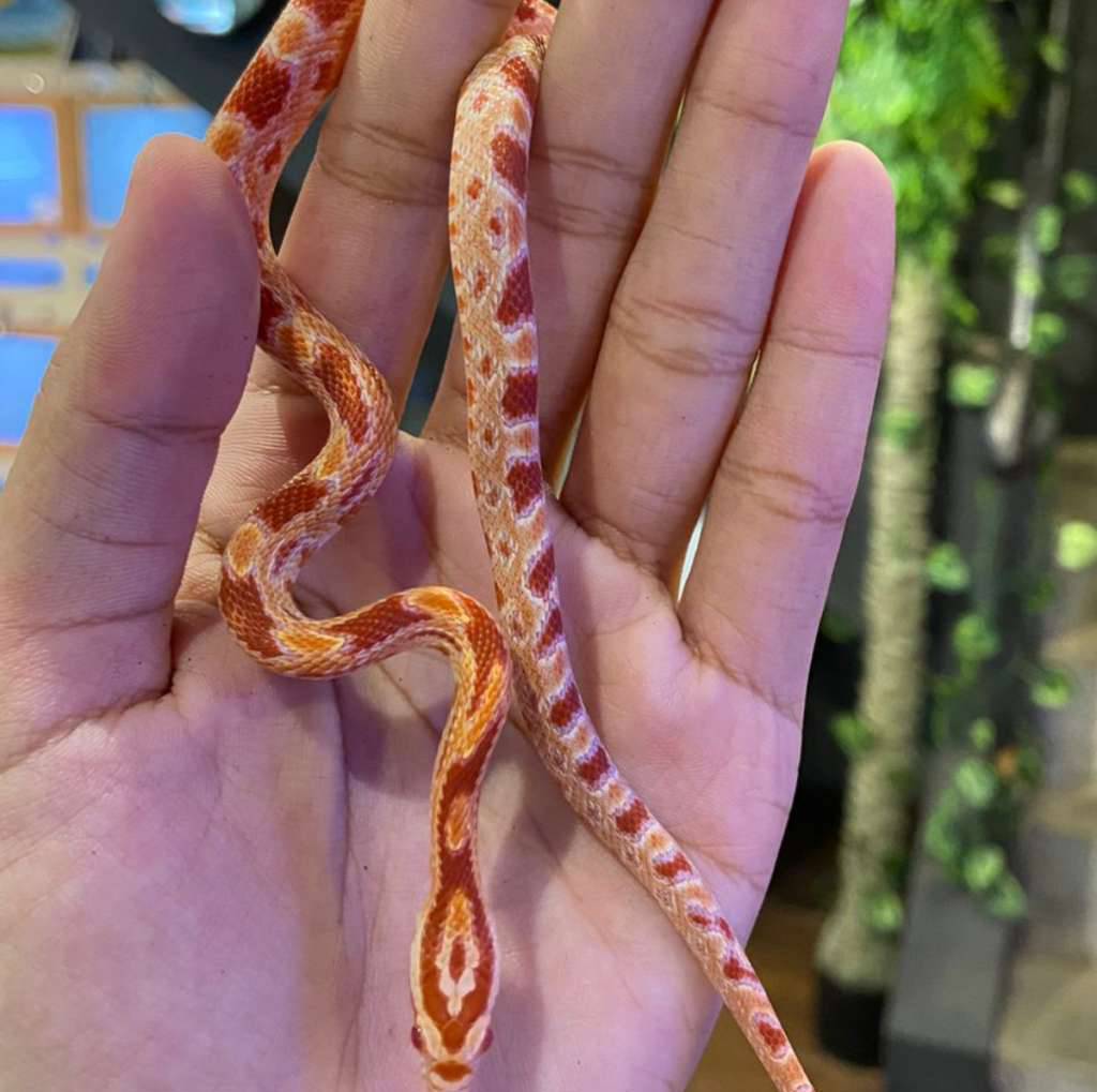 cornsnake-amelanistic-S74FYGPC18