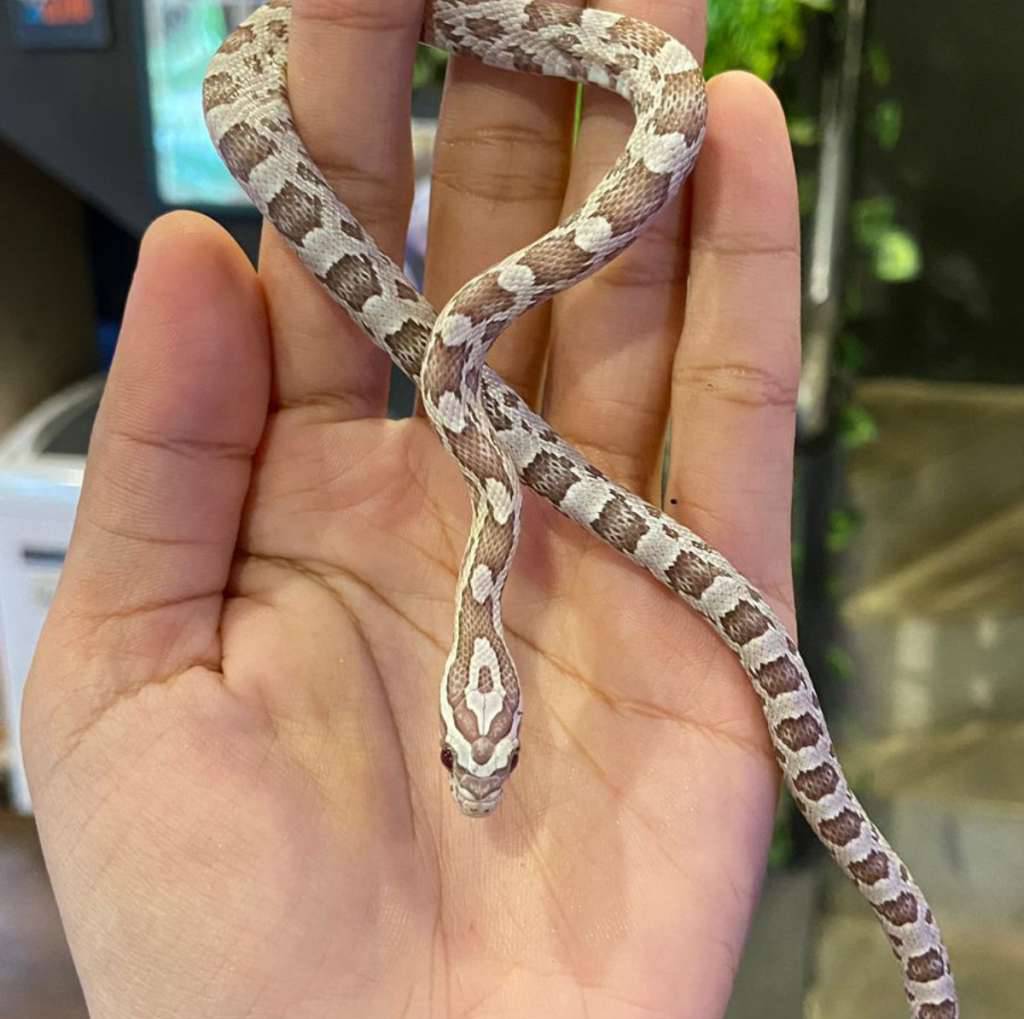 cornsnake-ghost-HSPTAXP19Y
