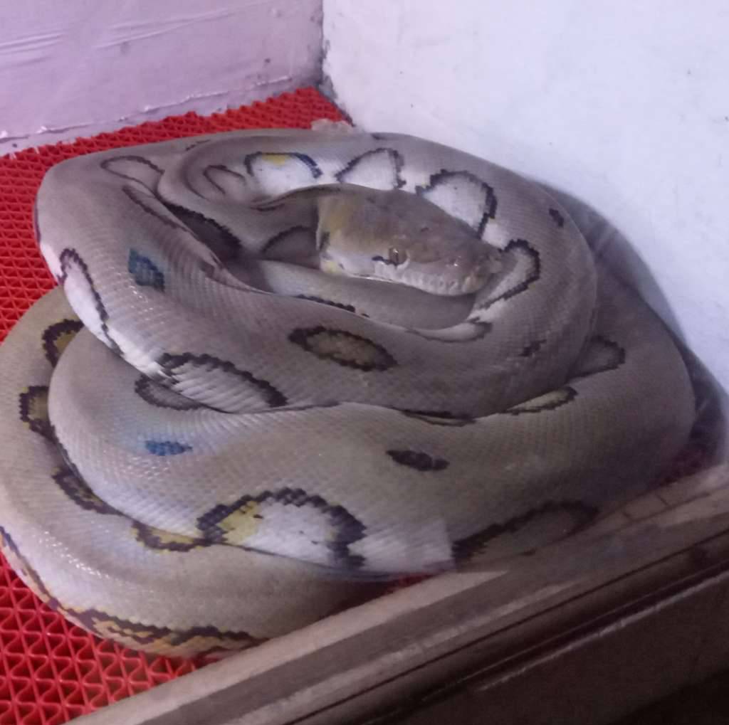 reticulatus-harleyqueen-betina-43LD8LIMYL
