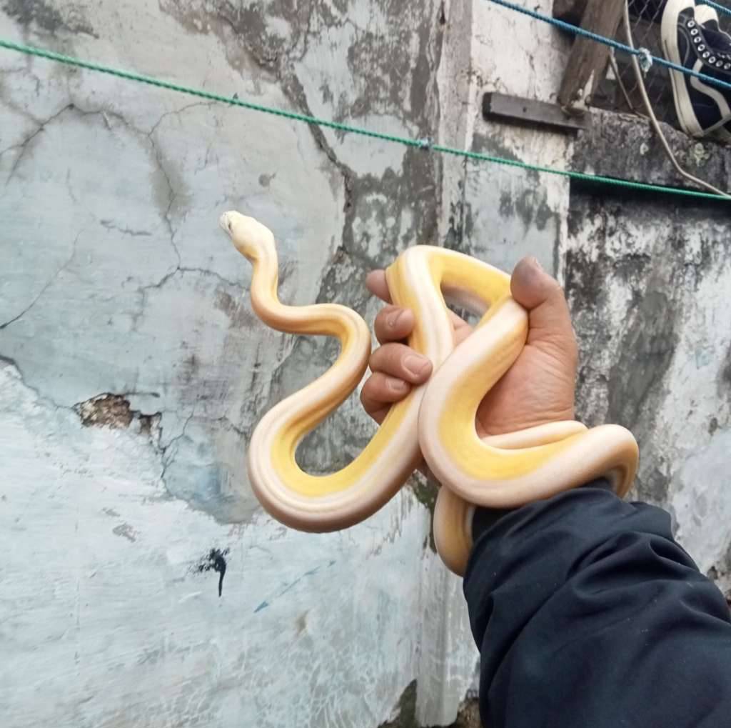 reticulatus-super-tiger-motley-sunfire-albino-V38RU13E93