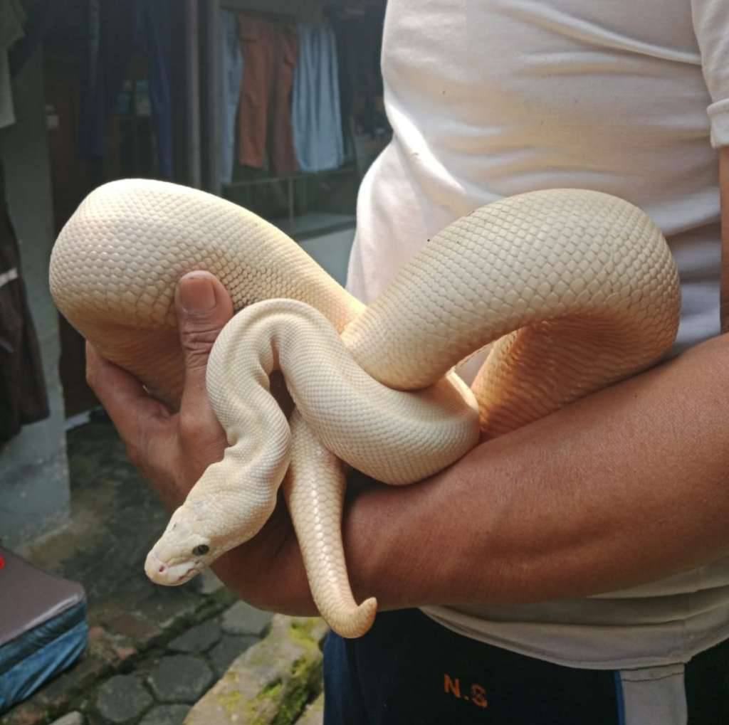 ballpython-lucy-phantom-lasser-betina-5Q15OCK5N4