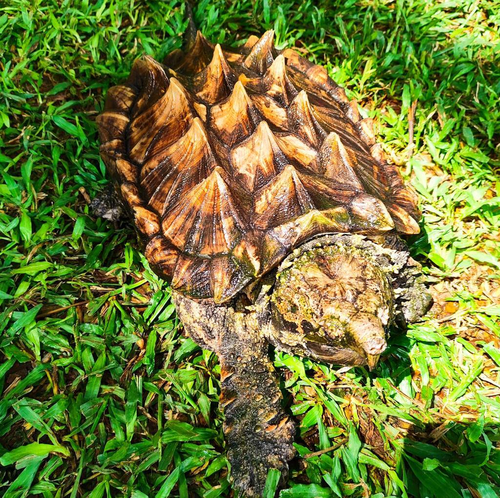 alligator-snaping-turtle-8A2O4ZYKK2