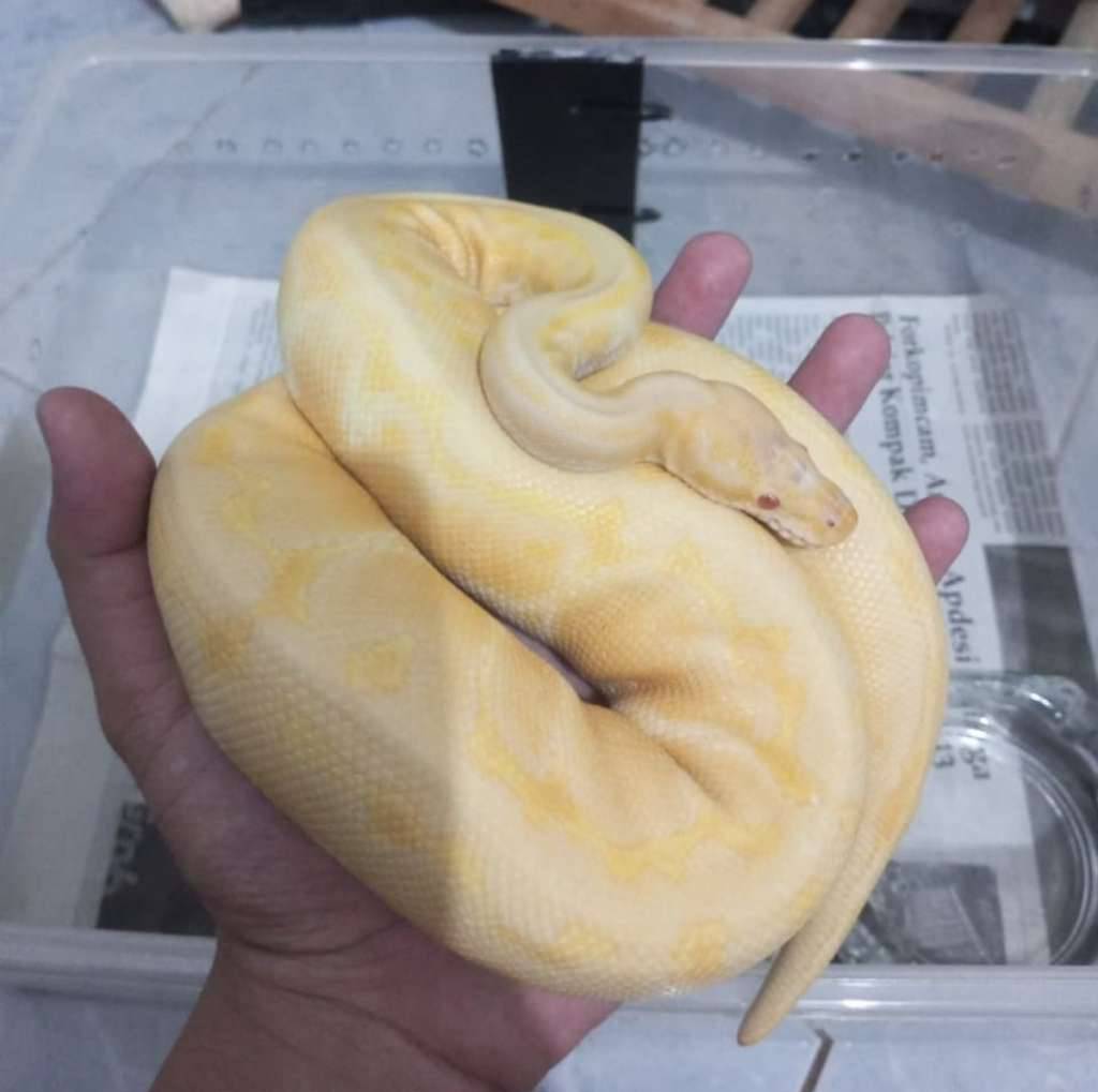 ball-python-albino-pinstripe-I6AC7BLN4T