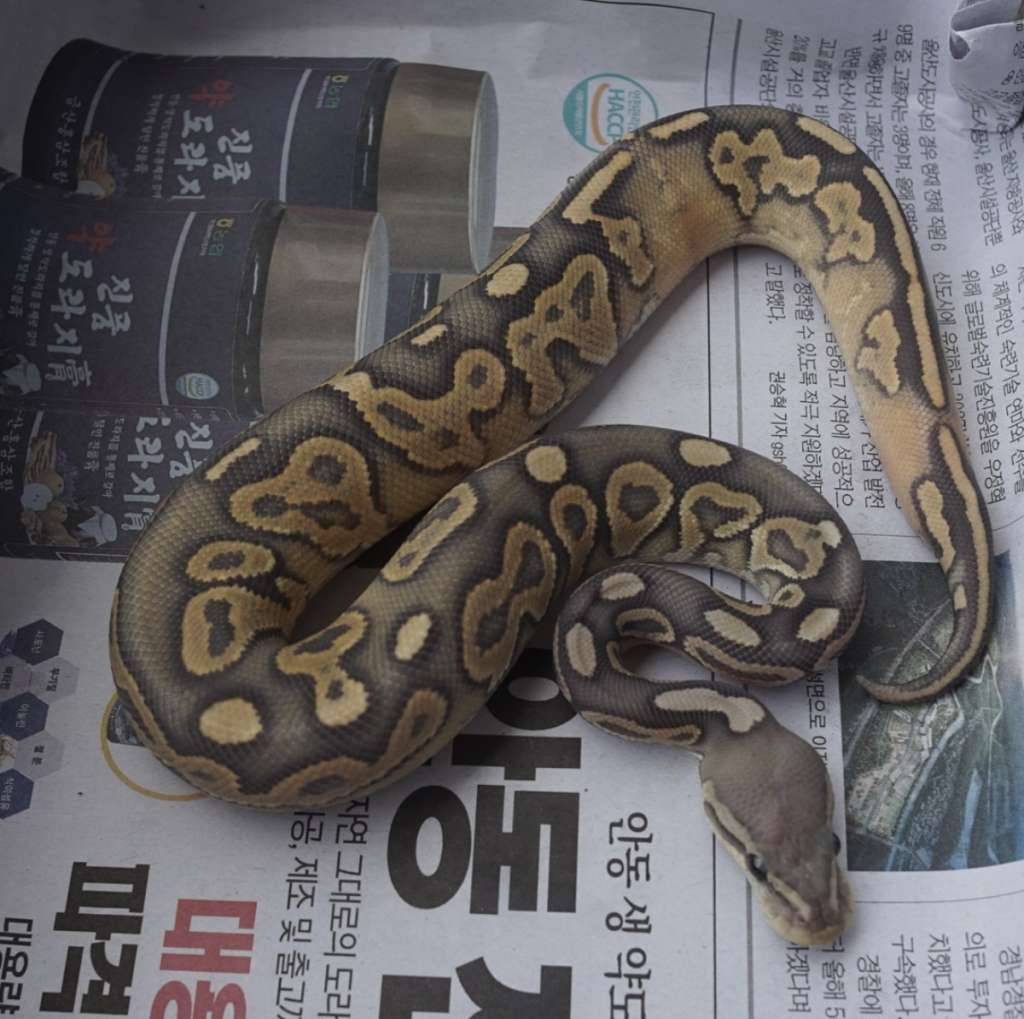 cinnamon-hypo--ghost-50-poss-het-pied-male-NT8LII33X0
