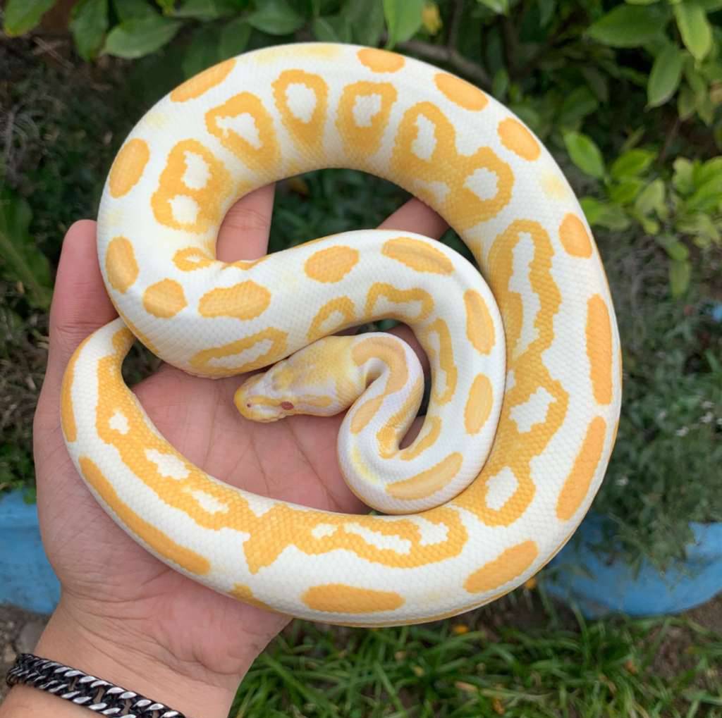 blackpastel-albino-5MYPCXRPN9