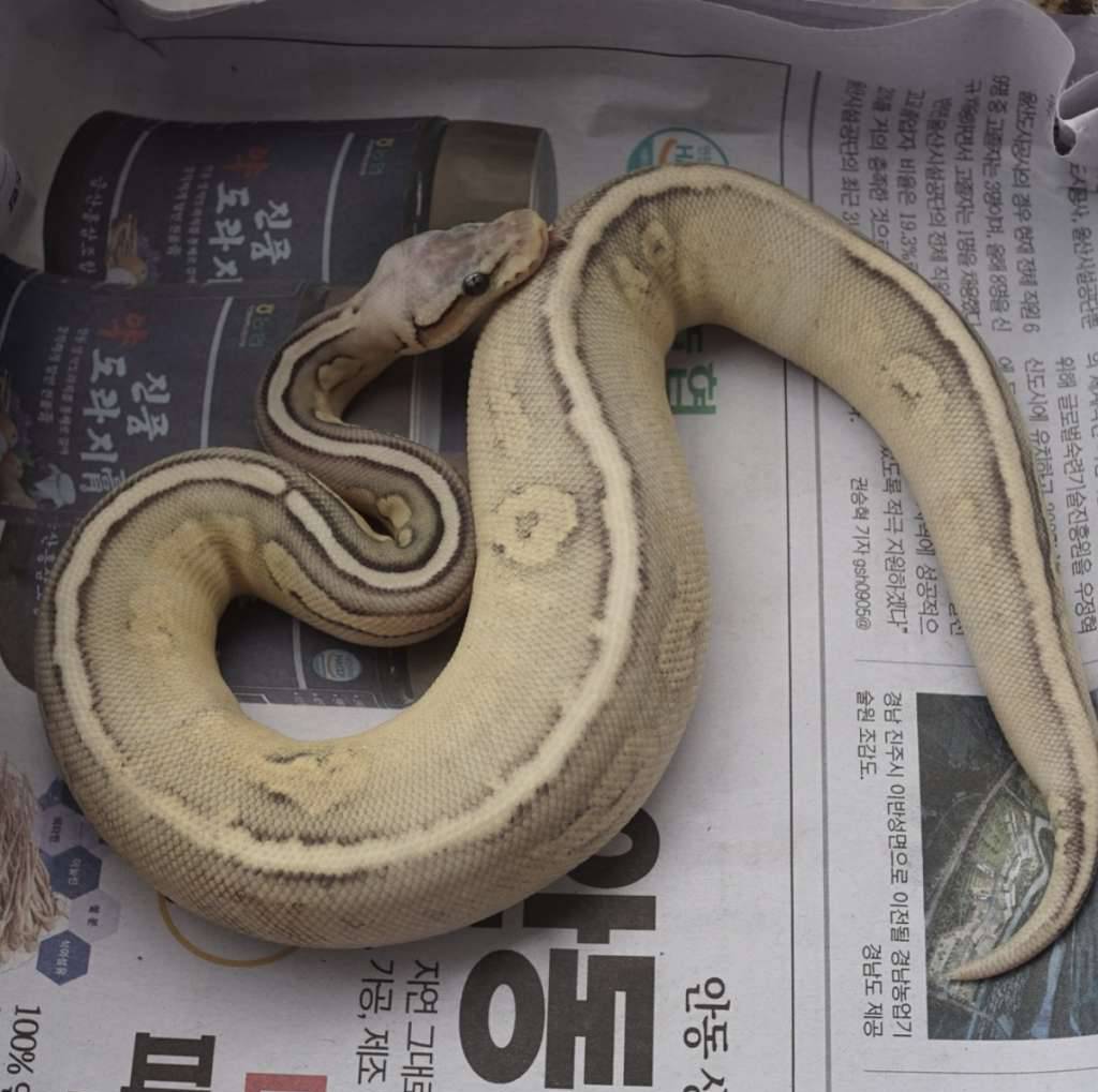 cinnamon-firevanilla-pastel-ghost-female-JLVGN8ESZF