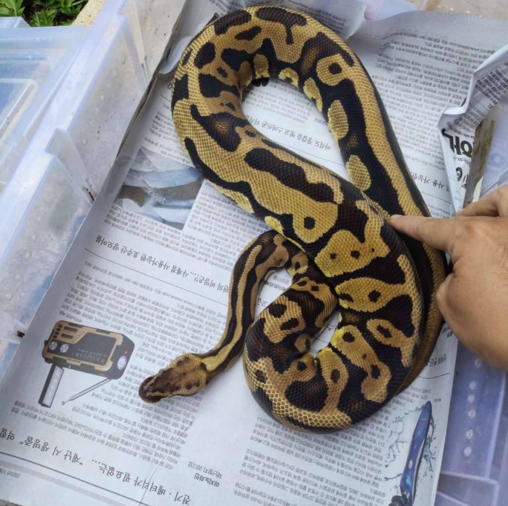 betina-proven-leopard-pastel-F6EOQ2E7YN