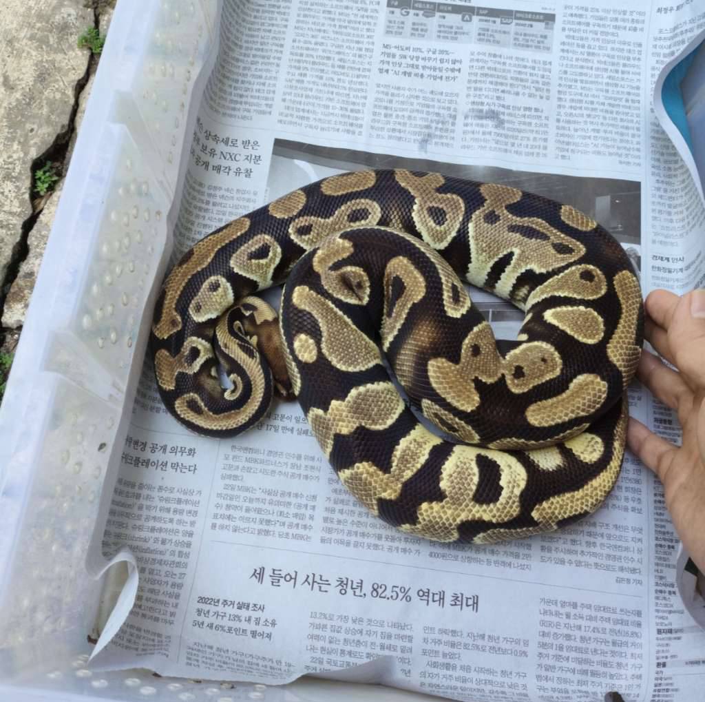 orange-dream-het-pied-clown-YVYDVOPNZC