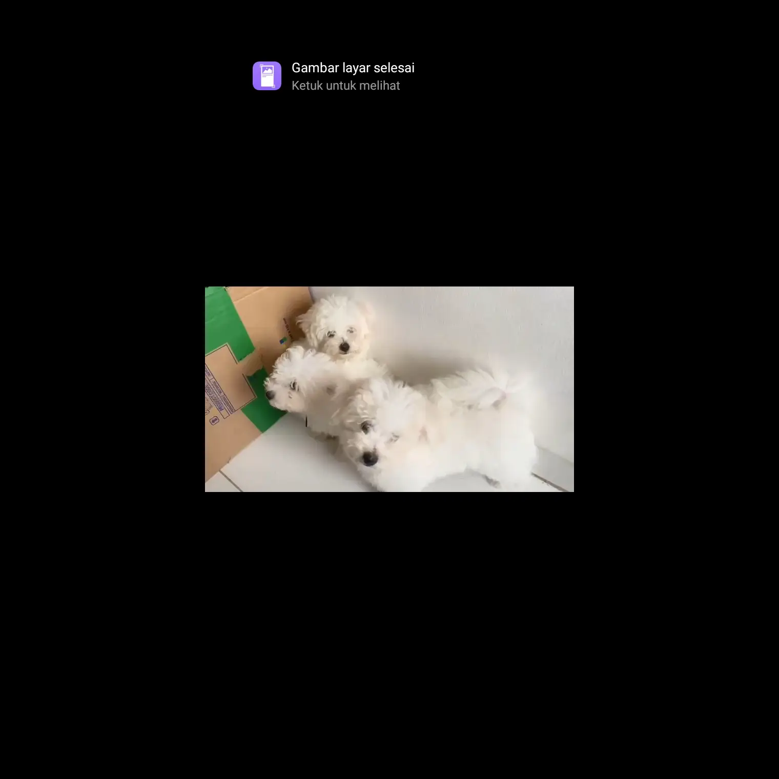 adopsi-bichon-frezee-3-bulan-ACPU1XRGQ7